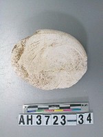 藏品(小型螺蓋製貝刮器)的圖片